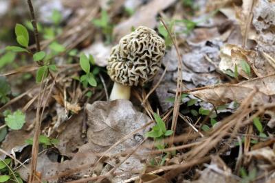 Легко спутать со съедобными: леса заполонили ядовитые грибы-убийцы, поражающие печень