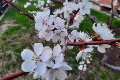 Дачникам раскрыли четыре способа спасти цветущие плодовые деревья от заморозков