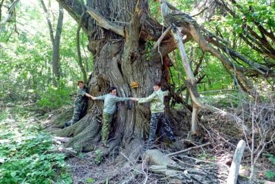 В Самарской области растет гигантское древнее дерево, которое не могут обхватить пять человек