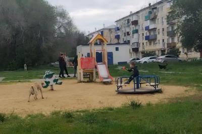 Ходить страшно, они уже нападали: в Сызрани люди боятся гулять по улице