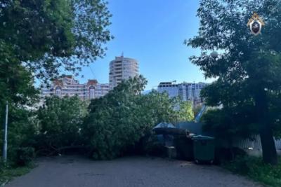 В Самарской области огромное дерево рухнуло на маму с детской коляской - появились подробности
