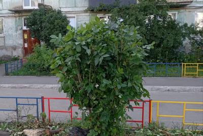 Сколько ждать, когда кого-нибудь укусят? Рой опасных насекомых взял под контроль детскую площадку в Сызрани