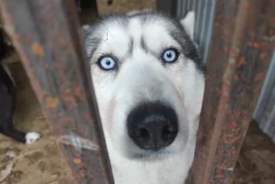 В России детям и пьяным запретят гулять с собаками