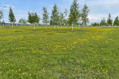 Дикая история под Сызранью: у фермера отобрали землю и трактором уничтожили урожай