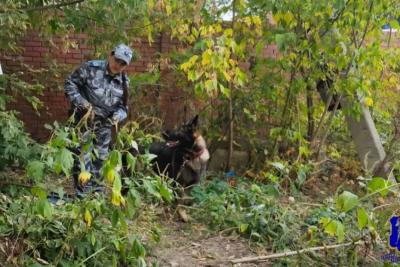 Пес Зерд по запаху нашел самарского вора - видео