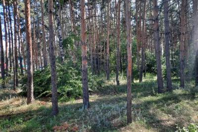 Страшное видео гуляет по Самарской области. А правда в том, что медведи уже потрошат могилы на кладбищах