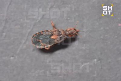 Поцелуй смерти: туриста из Самарской области в отпуске покусало насекомое-убийца