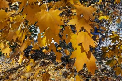 Народные приметы на 24 октября: съешьте это и будете здоровым, тряхните со всей силы -  и станете богатым