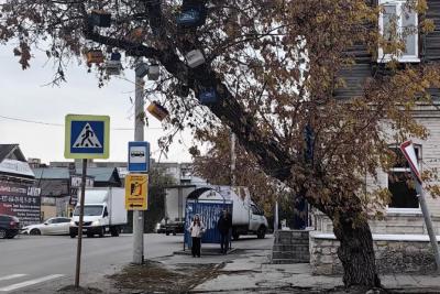 В Сызрани есть дерево с «чудесными плодами»: есть надежда, что никому на голову не прилетит