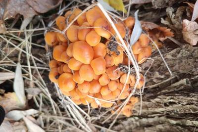 Грибники в лесу набрели на грибы со специфическим вкусом: к пиву вместо рыбы