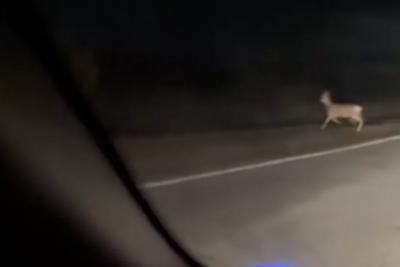 «Испугался я знатно»: на дорогах под Сызранью живность кошмарит водителей