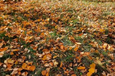 Народные приметы на 14 ноября: что сулит мяукающая в доме кошка и почему нельзя в этот день закрывать входные двери