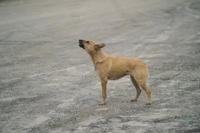 Кинолог призвал собрать тревожный чемоданчик для собак на случай ЧП