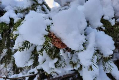 А что, так можно было? Раскрыт законный способ срубить елку к Новому году