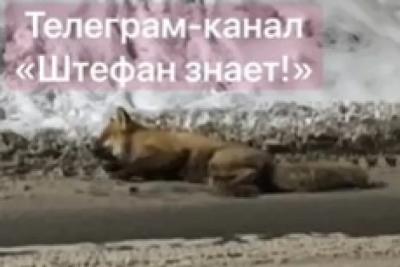 Отогревшаяся в подъезде лиса порвала дверь и напала на людей