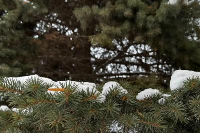 По всей России проведут перепись воробьев