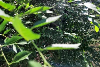 В лесах растет съедобный гриб, который у всех вызывает странную галлюцинацию