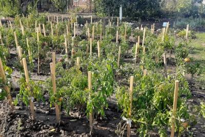 С 1 марта суды начнут изымать у дачников участки из-за запрещенного дерева