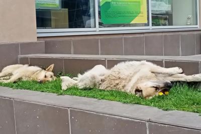 Доброта стала наказуема: жителя Сызрани оштрафовали за кормление бездомных собак