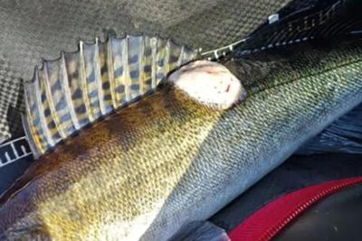 И до него зараза добралась: сызранский рыбак выловил из Волги судака с опухолью