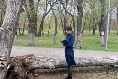 В Самарской области рухнувшее дерево убило 14 летнюю девочку - фото