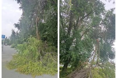 В Сызрани огромная ветка рухнула на тротуар рядом с дворцом творчества - фото