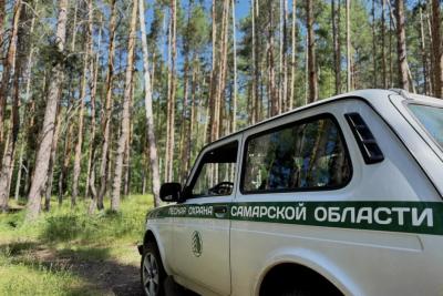 В лесах под Сызранью втихаря срубили дубы и сосну