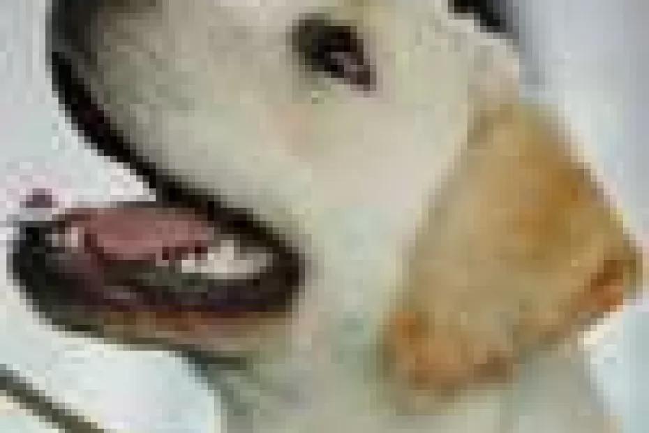 Самарцам с нарушениями зрения могут бесплатно предоставить собаку-поводыря