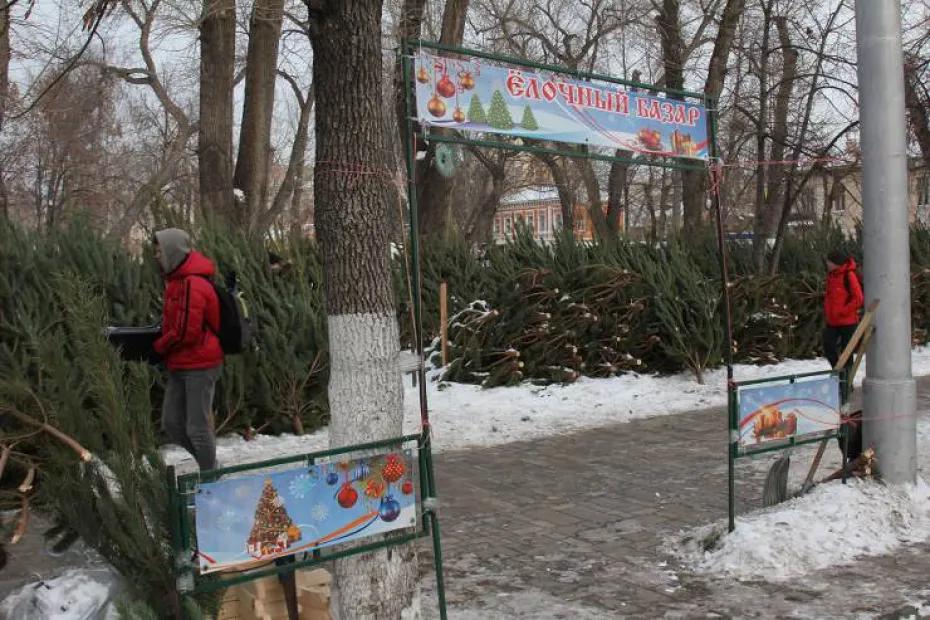 Самарские леса патрулируют для пресечения вырубки елей перед Новым годом