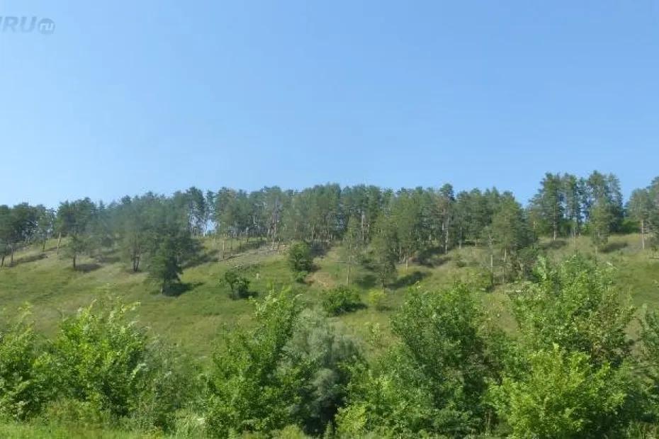 Лесной надзор оштрафовал нарушителей в Самарской области на 2 млн рублей