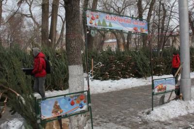 Самарские леса патрулируют для пресечения вырубки елей перед Новым годом