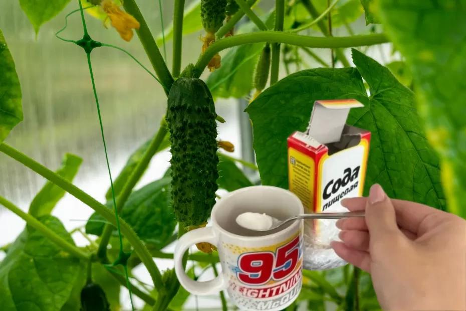 Поливаем огурцы содой: какой эффект дает пищевая сода, как и когда нужно правильно вносить подкормку
