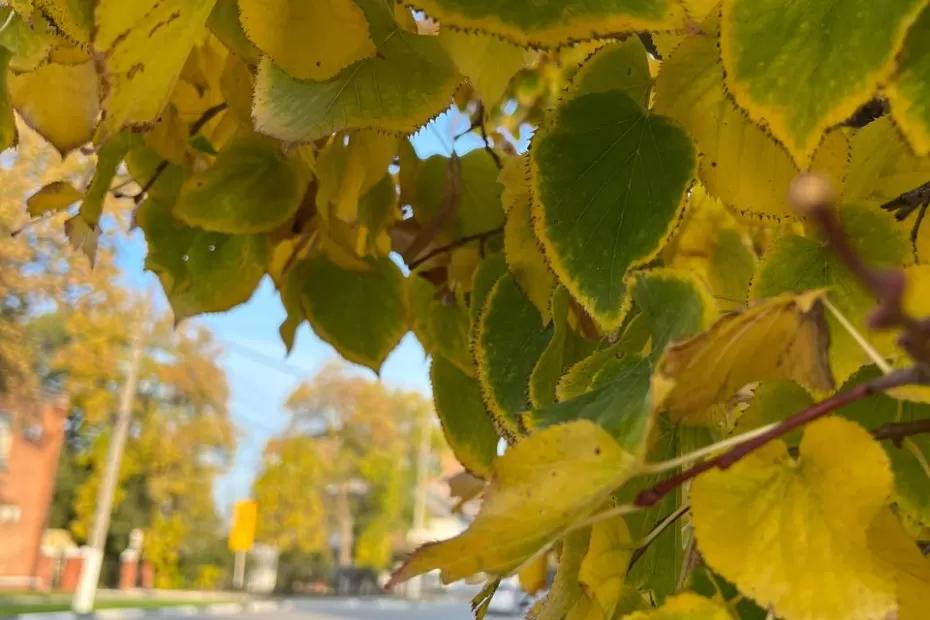 Бабье лето-2025: синоптики указали точные даты и продолжительность летнего тепла