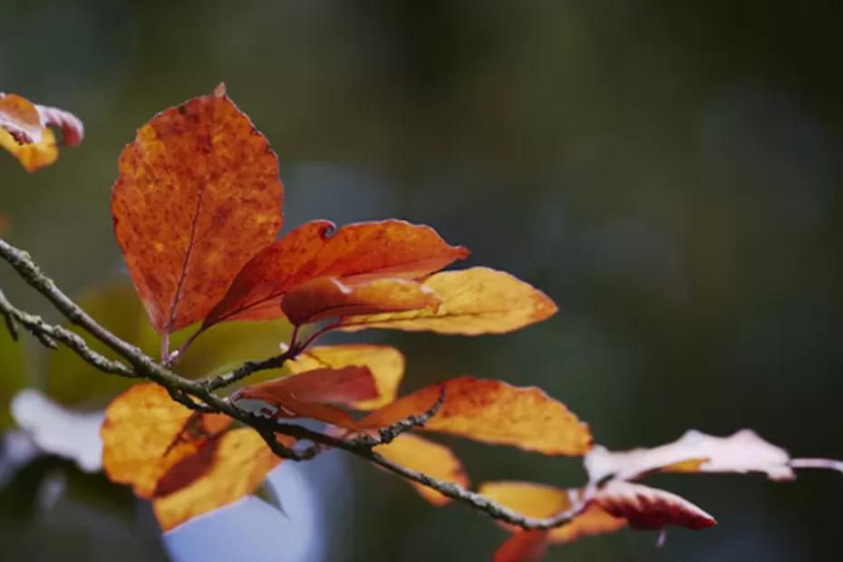 Синоптики рассказали, какую погоду ждать: в октябре придёт то, чего люди не видели с 1879 года