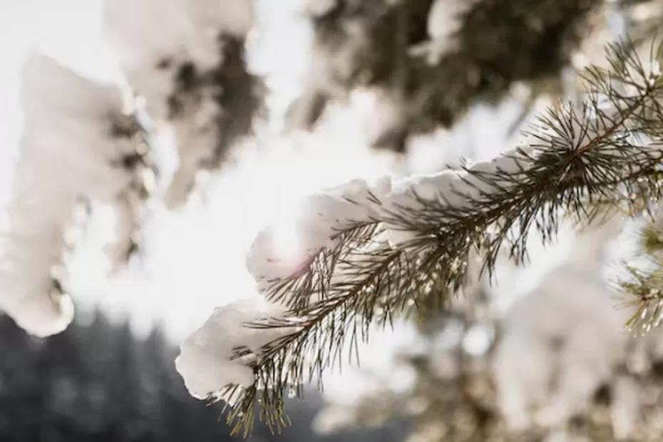 Синоптики поставили новую информацию по прогнозу и сказали к чему готовиться: «Зима будет аномальная»