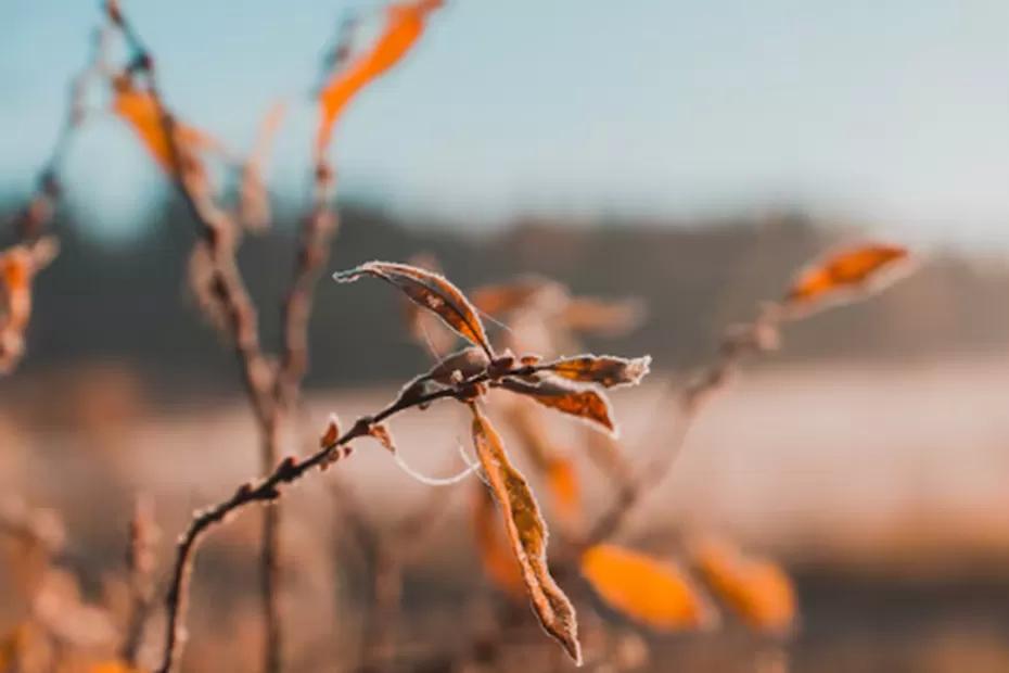 Синоптик Вильфанд рассказал о конце «бабьего лето»: погода этой осенью подкинет двойной сюрприз