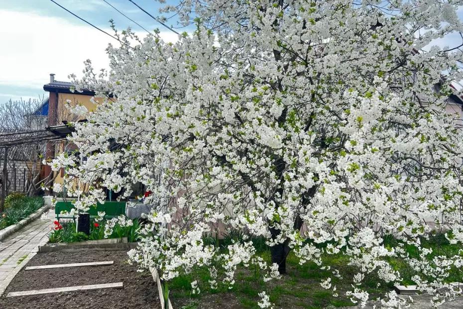 Весна-2026 будет ранней: обновлённый прогноз от главного синоптика России Романа Вильфанда