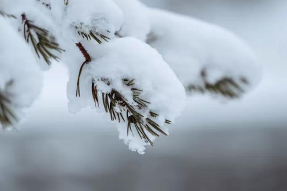 Россию скоро настигнут первые ударные морозы: синоптики назвали точную дату наступления холода