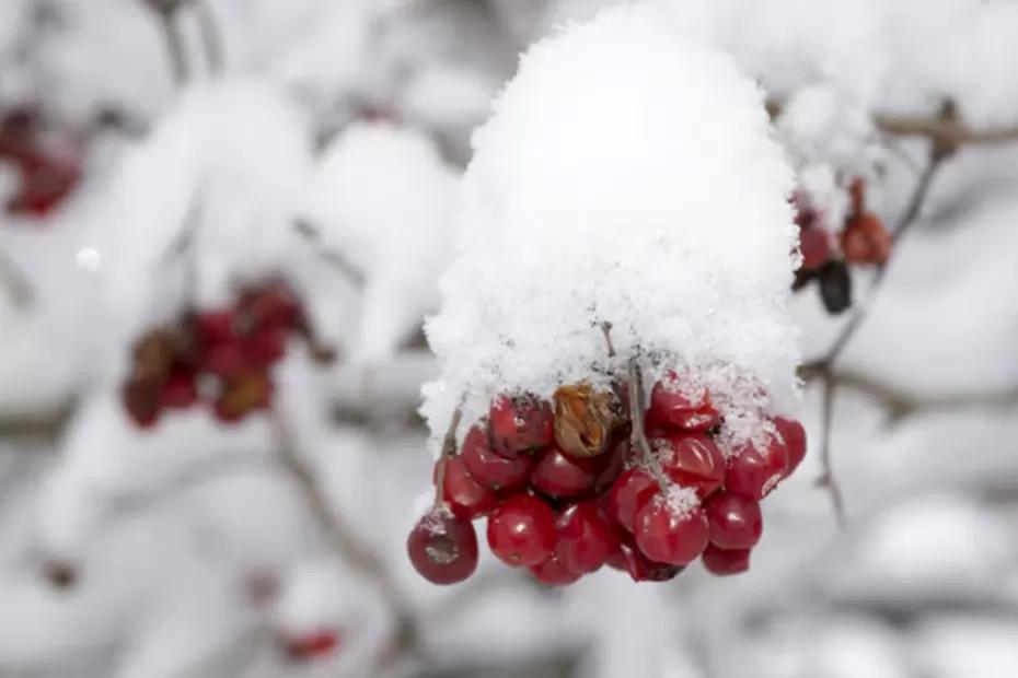 «Зима принесет аномалии». Новый прогноз от синоптиков на декабрь - придется готовиться к трудностям