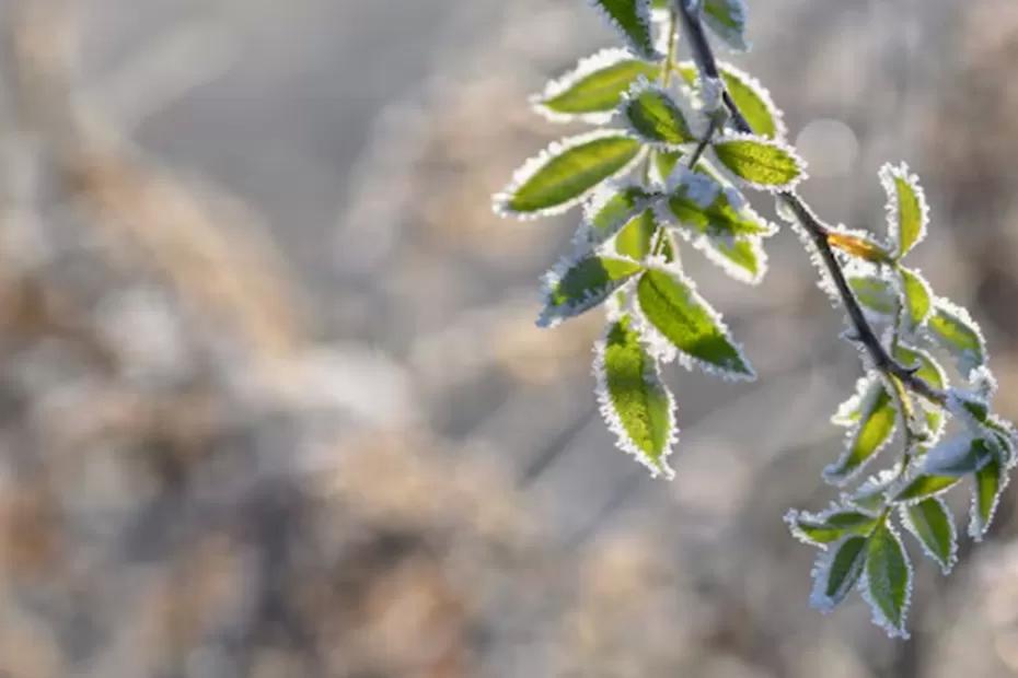 В последний раз подобную зиму видели в 1779 году: синоптики обновили прогноз на начало 2026 года