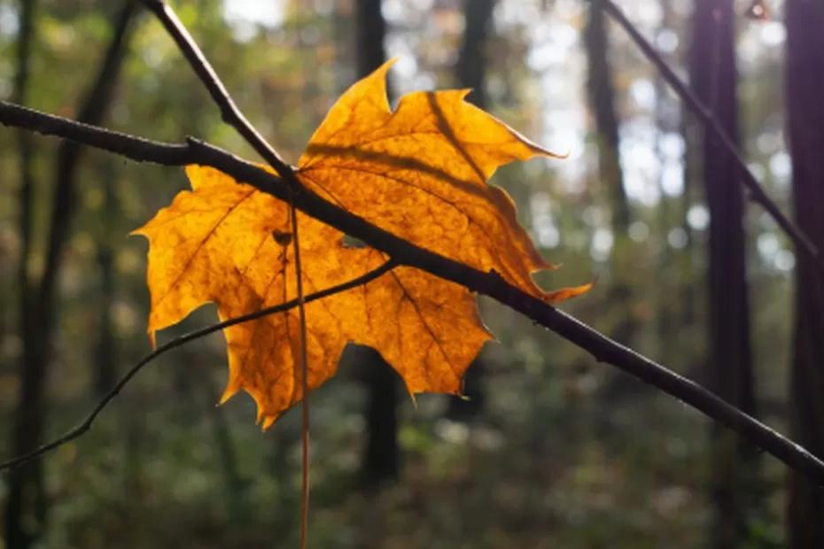 Наблюдается впервые с 1879 года: синоптики раскрыли, к чему готовиться россиянам этой осенью