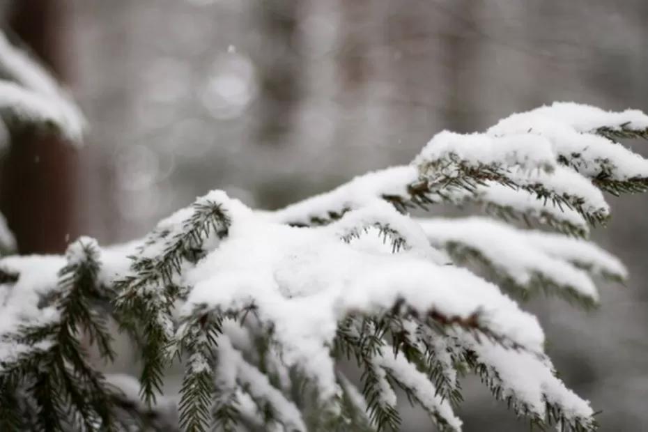 Зима 2026 будет безжалостной: синоптики призвали дачников готовиться к проблемам на участке - прогноз на будущее