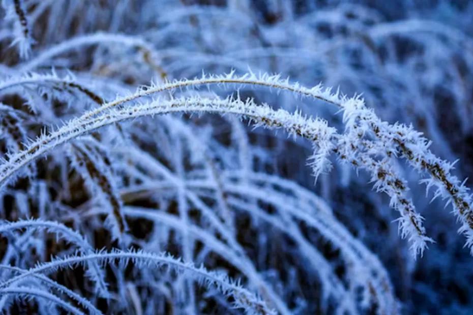 Снега не будет: Вильфанд изменил прогноз - такой зимы в 2026 никто не ждал