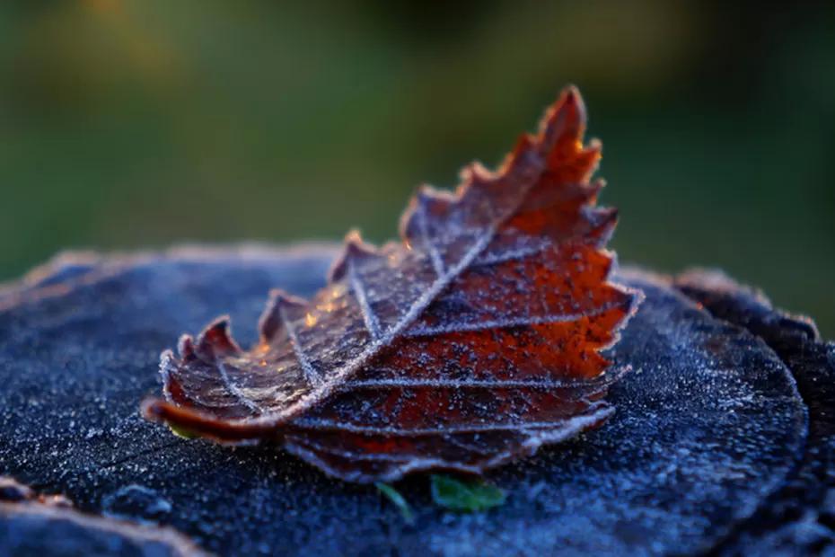 Ноябрь удивляет: синоптики обещают тепло вместо снега в центре России