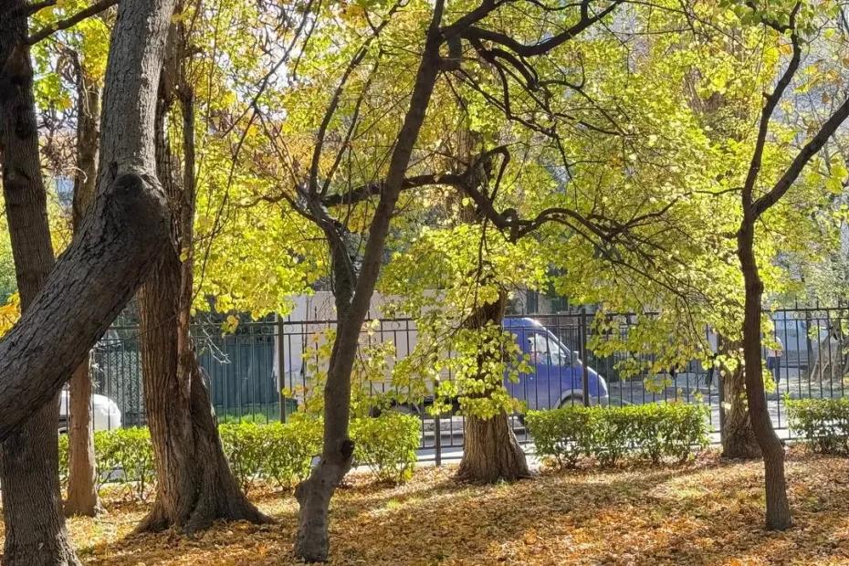 Теплый ноябрь не принесет снега в  России: гидрометцентр