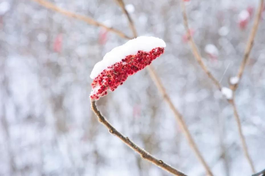 Синоптики дали точный ответ, когда вернется настоящая зима в Центральную Россию - обновленный прогноз на конец года