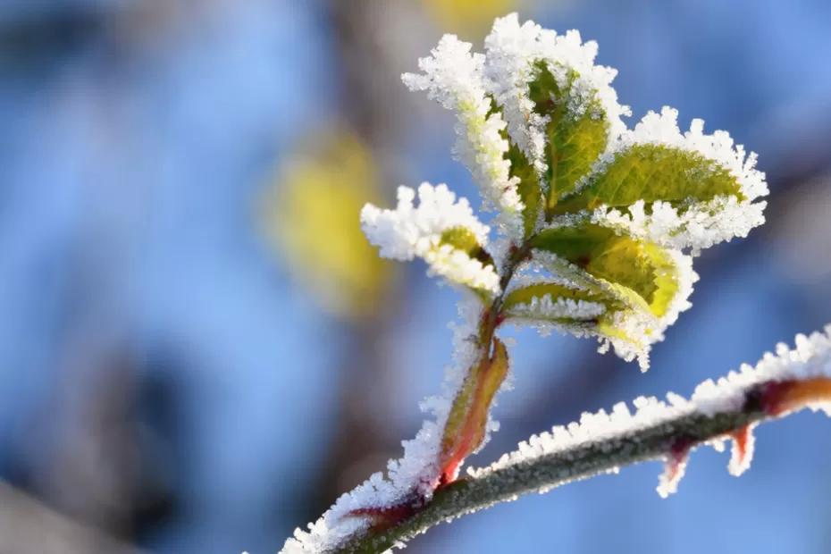 Зима отменяется: в ряде регионов России наступит &laquo;метеовесна&raquo; - обновлённый прогноз на 2026