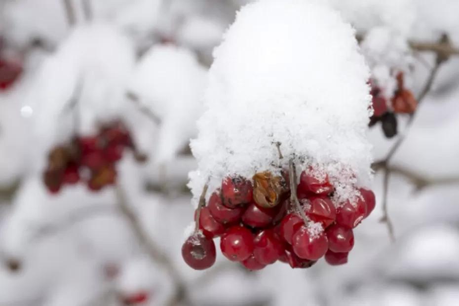 От аномального тепла до лютых морозов один шаг: россиянам пообещали капризную зиму - новый прогноз по регионам