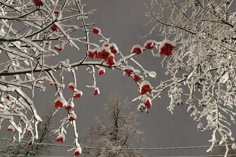 Морозы -40 и «ледяной апокалипсис»: ждать ли России рекордных холодов зимой 2025-2026? Роман Вильфанд сказал, как есть