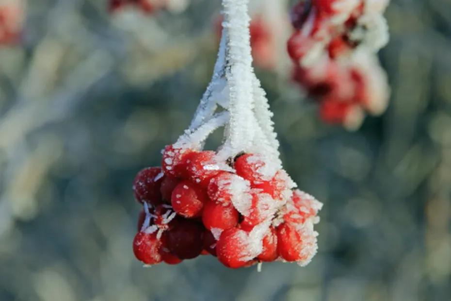 Названы 3 региона России, в которых ожидаются сильные морозы в декабре: прогноз от Вильфанда